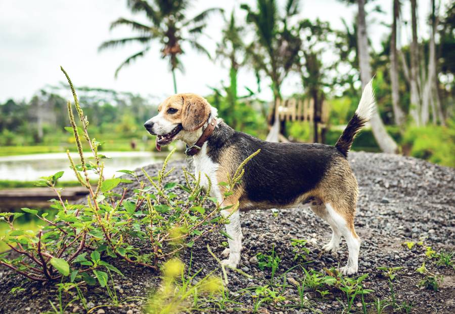 pexels-artem-beliaikin-2613328 (1) A dog standing on top of a dirt field.