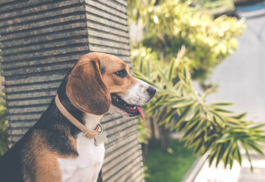 pexels-artem-beliaikin-977280 (1) A dog standing next to a wall with trees in the background.
