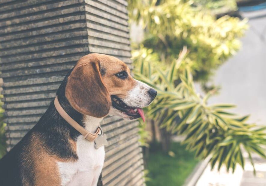 A dog standing next to a wall with trees in the background.