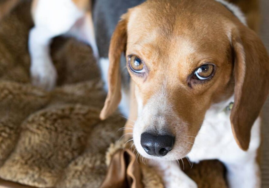 A dog laying on top of a blanket.